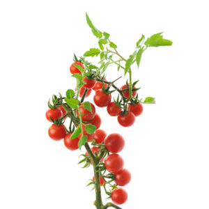 Leaf Fertilizer 20-5-3